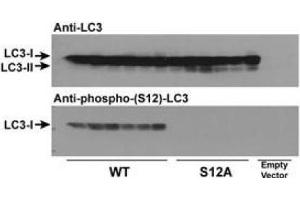 Immunoblots of phosphorylated LC3 (phospho-LC3) in CHO cell culture. (MAP1LC3A antibody  (N-Term, pSer12))