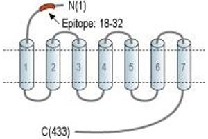 anti-Pyroglutamylated RFamide Peptide Receptor (QRFPR) (AA 18-32), (Extracellular), (N-Term) antibody