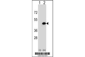 Western blot analysis of EIF3H using rabbit polyclonal EIF3H Antibody using 293 cell lysates (2 ug/lane) either nontransfected (Lane 1) or transiently transfected (Lane 2) with the EIF3H gene. (EIF3H antibody  (N-Term))