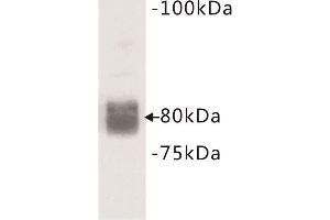 Western Blotting (WB) image for anti-CD44 (CD44) (Extracellular) antibody (ABIN1854861) (CD44 antibody  (Extracellular))