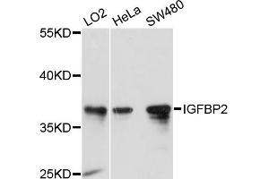 Western blot analysis of extracts of various cell lines, using IGFBP2 antibody (ABIN2650925) at 1:1000 dilution. (IGFBP2 antibody)