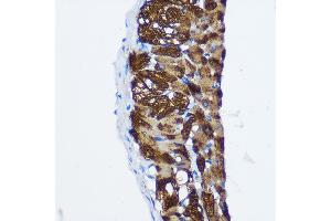 PPP1CB antibody  (AA 1-327)