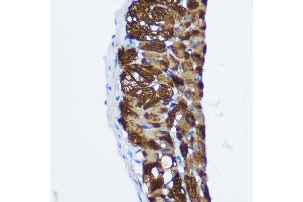 PPP1CB antibody  (AA 1-327)