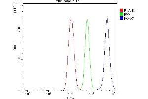 Flow Cytometry analysis of THP-1 cells using anti-FOXK1 antibody (ABIN7600295). (Foxk1 antibody  (AA 175-671))