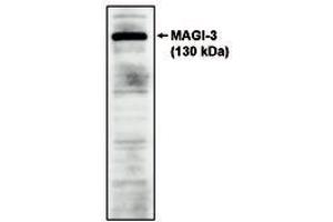 Image no. 1 for anti-Presequence Translocase-Associated Motor 16 Homolog (PAM16) antibody (ABIN298382) (MAGMAS antibody)