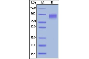 Biotinylated Human CD155, His,Avitag on  under reducing (R) condition. (Poliovirus Receptor Protein (PVR) (AA 21-343) (His tag,AVI tag,Biotin))
