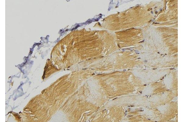 PDLIM7 antibody  (N-Term)