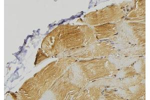 ABIN6272974 at 1/100 staining Mouse muscle tissue by IHC-P.