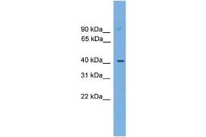 WB Suggested Anti-WBP4  Antibody Titration: 0. (WBP4 antibody  (N-Term))