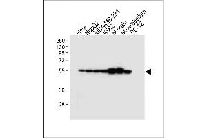 All lanes : Anti-TUBB2B Antibody (N-term) at 1:4000 dilution Lane 1: Hela whole cell lysate Lane 2: HepG2 whole cell lysate Lane 3: MDA-MB-231 whole cell lysate Lane 4: K562 whole cell lysate Lane 5: Mouse brain tissue lysate Lane 6: Mouse cerebellum tissue lysate Lane 7: PC-12 whole cell lysate Lysates/proteins at 20 μg per lane.