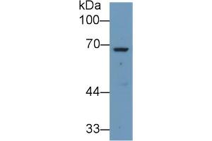 Western blot analysis of Human Liver lysate, using Rabbit Anti-Human ANGPT2 Antibody (1 µg/ml) and HRP-conjugated Goat Anti-Rabbit antibody (abx400043, 0. (Angiopoietin 2 antibody  (AA 24-165))