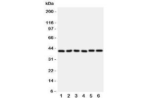 Western blot testing of WISP1 antibody and rat samples 1: heart (WISP1 antibody  (C-Term))