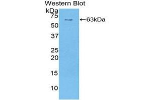 Detection of Recombinant SULF1, Human using Polyclonal Antibody to Sulfatase 1 (SULF1) (SULF1 antibody  (AA 609-871))
