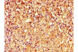 Immunohistochemistry of paraffin-embedded human adrenal gland tissue using ABIN7148633 at dilution of 1:100 (CRHR2 antibody  (AA 20-108))