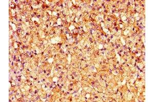 Immunohistochemistry of paraffin-embedded human adrenal gland tissue using ABIN7148633 at dilution of 1:100