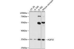 Western blot analysis of extracts of various cell lines, using  antibody (ABIN3016923, ABIN3016924, ABIN3016925 and ABIN6219882) at 1:1000 dilution. (Aquaporin 10 antibody  (AA 209-301))