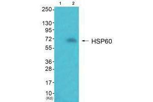 Western blot analysis of extracts from JK cells (Lane 2), using HSP60 antiobdy. (HSPD1 antibody)