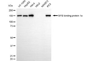 Western blotting analysis using MYB binding protein 1a antibody (ABIN7799502). (MYBBP1A antibody)