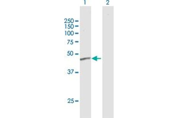 ERCC8 antibody  (AA 1-396)