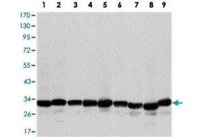 Western blot analysis using PHB monoclonal antobody, clone 5H7  against A-431 (1), MCF-7 (2), Jurkat (3), HeLa (4), HepG2 (5), A-549 (6), NIH/3T3 (7), COS-7 (8) and PC-12 (9) cell lysate. (Prohibitin antibody)