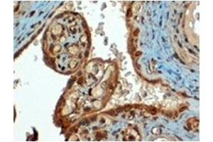 Image no. 3 for anti-CD274 (PD-L1) (C-Term) antibody (ABIN374512)