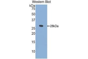 Western Blotting (WB) image for anti-Kallikrein 1 (KLK1) (AA 25-261) antibody (ABIN3207471)