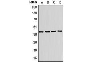Western blot analysis of Kir4. (KCNJ10 antibody  (Center))