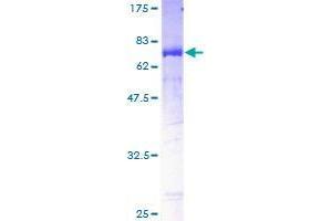 Image no. 1 for Chromosome 2 Open Reading Frame 62 (C2orf62) (AA 1-387) protein (GST tag) (ABIN1347489) (C2orf62 Protein (AA 1-387) (GST tag))