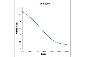 Antigen: 0. (HCLS1 antibody  (AA 161-260))