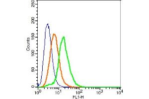 293T cells probed with GPR78 Polyclonal Antibody, ALEXA FLUOR® 488 Conjugated (bs-1807R-A488) at 1:100 for 30 minutes compared to control cells (blue) and isotype control (orange). (GPR78 antibody  (AA 201-300) (Alexa Fluor 488))