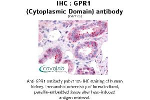 Image no. 1 for anti-G Protein-Coupled Receptor 1 (GPR1) (2nd Cytoplasmic Domain) antibody (ABIN1734886)