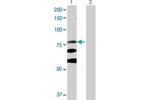 Western Blot analysis of ITGB8 expression in transfected 293T cell line by ITGB8 MaxPab polyclonal antibody.