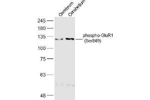 Lane 1: Mouse Cerebrum lysates Lane 2: Mouse Cerebellum lysates probed with phospho-GluR1 (Ser849) Polyclonal Antibody, Unconjugated  at 1:500 dilution and 4˚C overnight incubation. (Glutamate Receptor 1 antibody  (pSer849))
