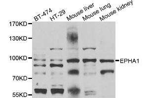 Western blot analysis of extracts of various cell lines, using EPHA1 antibody (ABIN4903585) at 1:1000 dilution.