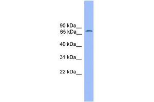 WB Suggested Anti-POU2F1 Antibody Titration:  0. (POU2F1 antibody  (N-Term))