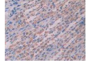 IHC-P analysis of Rat Stomach Tissue, with DAB staining. (Cathepsin D antibody  (AA 120-407))