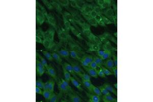 Immunofluorescence (IF) image for anti-Histidine Ammonia-Lyase (HAL) (AA 1-200) antibody (ABIN6141593)