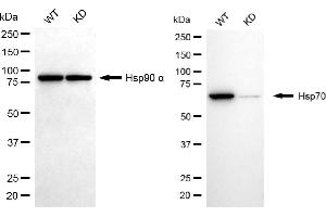 Western blotting analysis using Hsp70 antibody (ABIN7798851). (Recombinant HSP70 1A antibody)