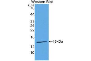 Western Blotting (WB) image for anti-Renin (REN) (AA 67-153) antibody (ABIN1860431)