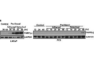 Western Blotting (WB) image for anti-Glyceraldehyde-3-Phosphate Dehydrogenase (GAPDH) antibody (ABIN2857072)