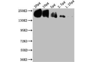 Western Blotting (WB) image for anti-Protein tyrosine Phosphatase, Receptor Type, C (PTPRC) (AA 24-575) antibody (ABIN7167502)