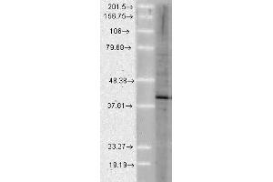 Aha1 Human Cell line Mix 10ug 1 in 1000. (AHSA1 antibody)
