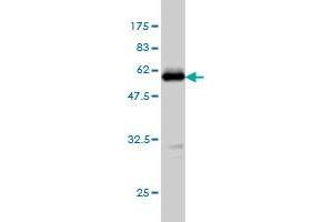 Western Blot detection against Immunogen (52. (TPMT antibody  (AA 1-245))