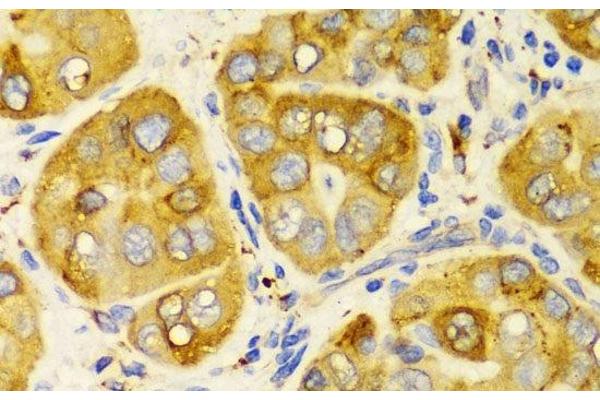 LRPAP1 antibody