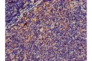 Immunohistochemistry of paraffin-embedded human lymph node tissue using ABIN7160365 at dilution of 1:100