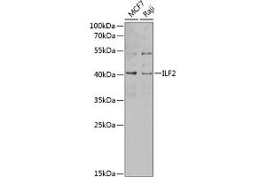 Western blot analysis of extracts of various cell lines, using ILF2 antibody (ABIN6128088, ABIN6142415, ABIN6142417 and ABIN6217271) at 1:1000 dilution. (ILF2 antibody  (AA 1-280))