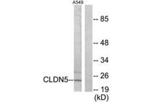 Western blot analysis of extracts from A549 cells, using Claudin 5 Antibody. (Claudin 5 antibody  (AA 169-218))