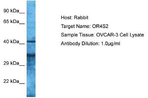 Host: Rabbit Target Name: OR4S2 Sample Type: OVCAR-3 Whole Cell lysates Antibody Dilution: 1. (OR4S2 antibody  (C-Term))