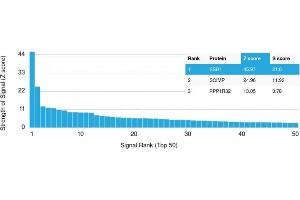 Analysis of Protein Array containing more than 19,000 full-length human proteins using Estrogen Receptor, alpha Mouse Monoclonal Antibody (ER506). (Estrogen Receptor alpha antibody  (AA 2-185))