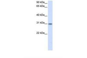 Image no. 1 for anti-Neuroplastin (NPTN) (AA 108-157) antibody (ABIN6738284)